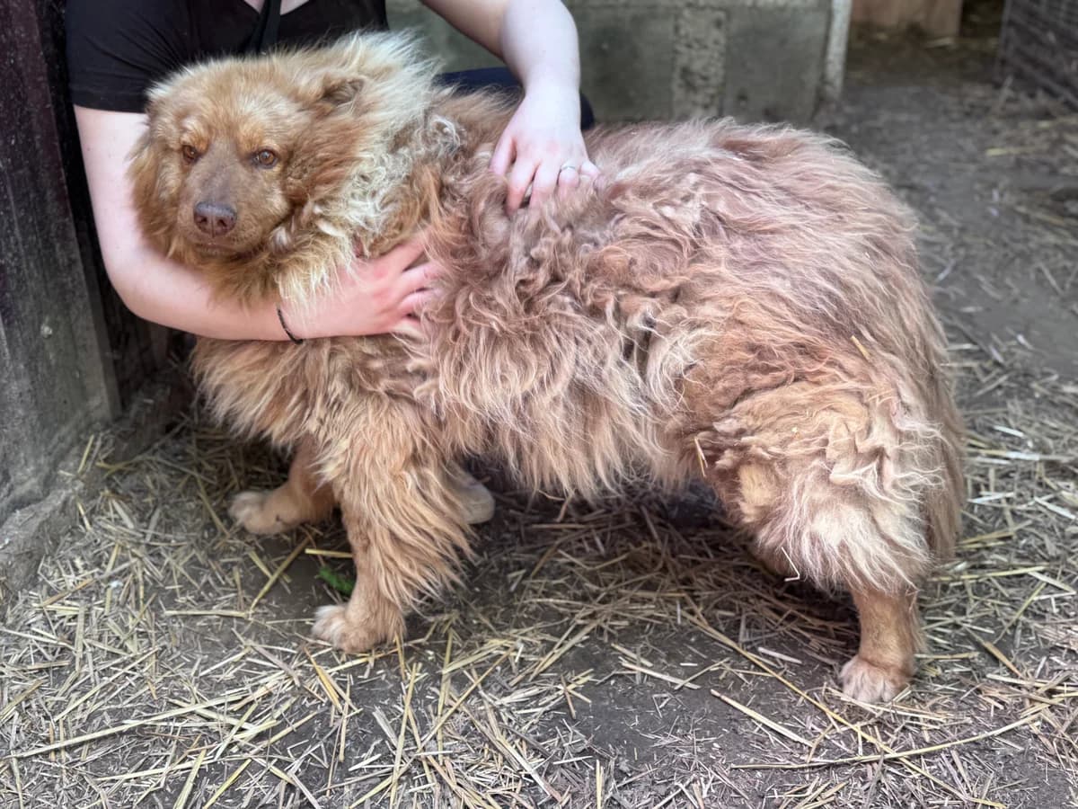Anselmo, male 7yo Mixed Breed for adoption at Pfotenhilfe Sauerland e.V., Marsberg