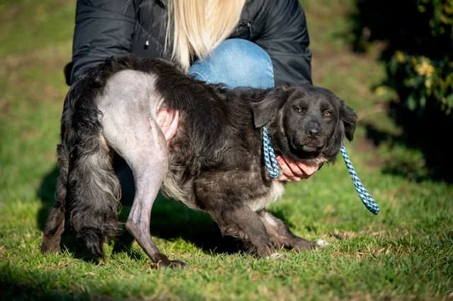 Anubis, male young Border Collie for adoption at Pfotenhilfe Sauerland e.V., Marsberg