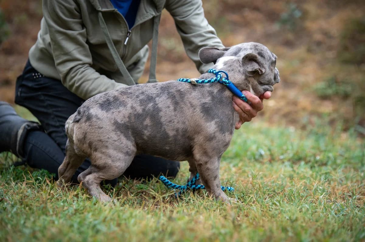 Arden, male young French Bulldog for adoption at Pfotenhilfe Sauerland e.V., Marsberg