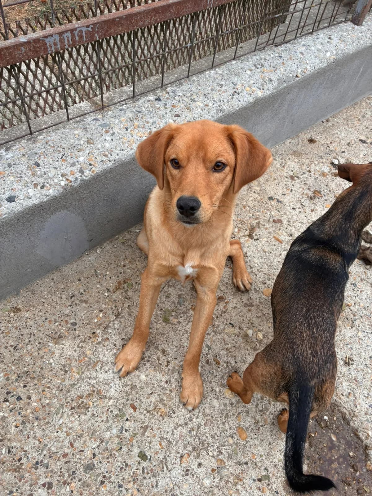 Arezzo, male young Labrador Retriever for adoption at Pfotenhilfe Sauerland e.V., Marsberg