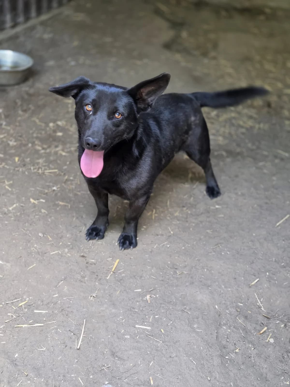 Arlo, male 3yo Mixed Breed for adoption at Pfotenhilfe Sauerland e.V., Marsberg