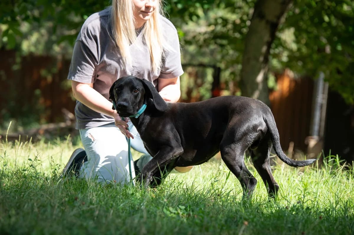 Arnyek (Shadow), male young German Shorthaired Pointer for adoption at Pfotenhilfe Sauerland e.V., Marsberg