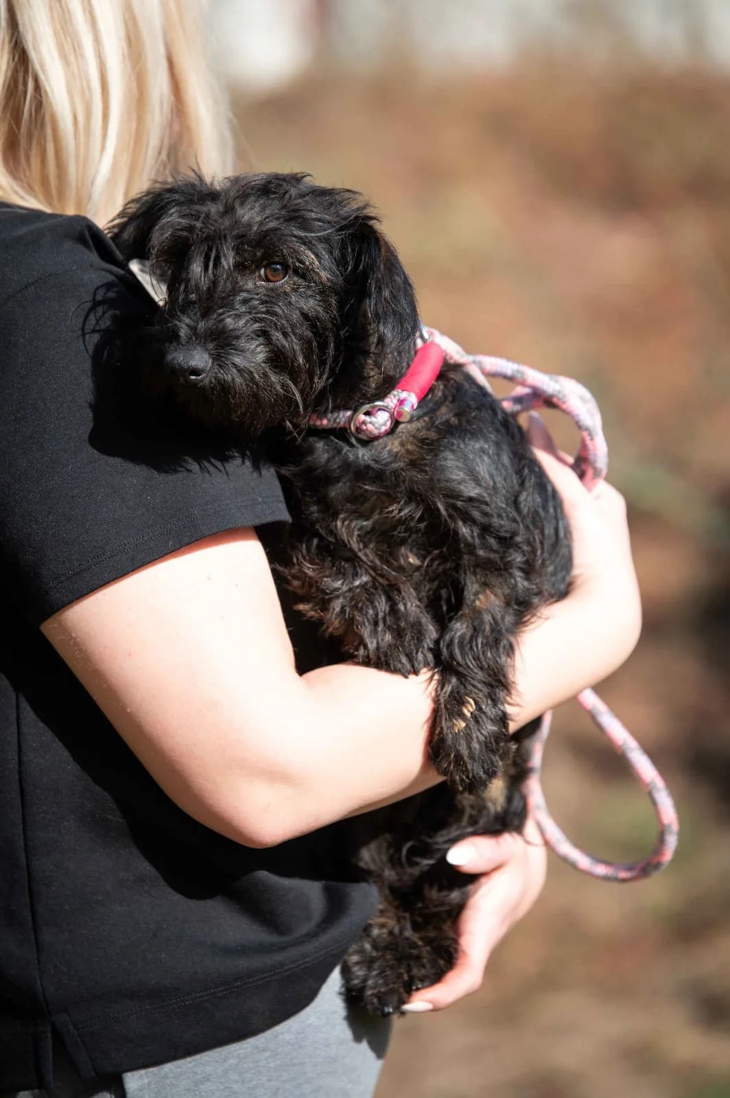 Ashwagandha, female puppy Mixed Breed for adoption at Pfotenhilfe Sauerland e.V., Marsberg
