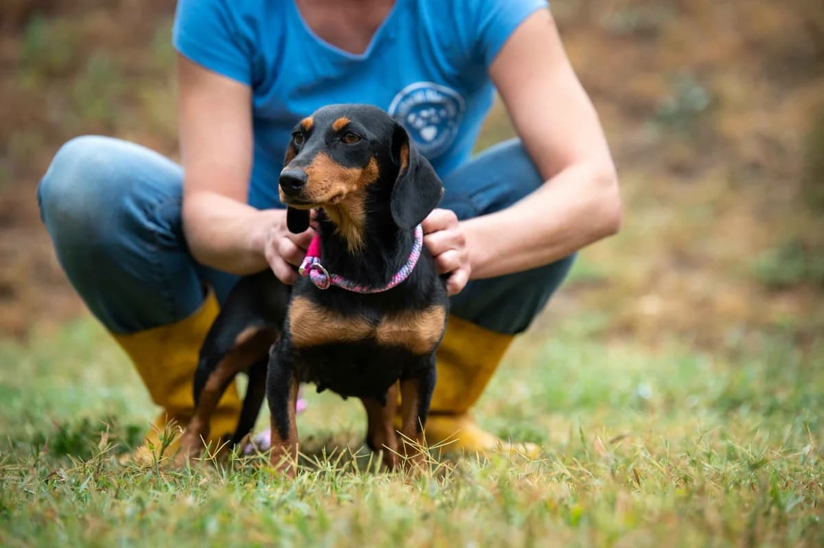 Aurette, female 6yo Dachshund for adoption at Pfotenhilfe Sauerland e.V., Marsberg