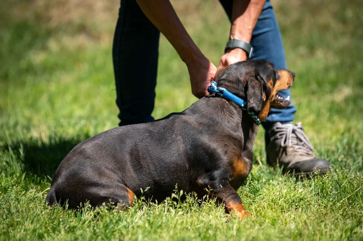 Avignon, male 4yo Dachshund for adoption at Pfotenhilfe Sauerland e.V., Marsberg