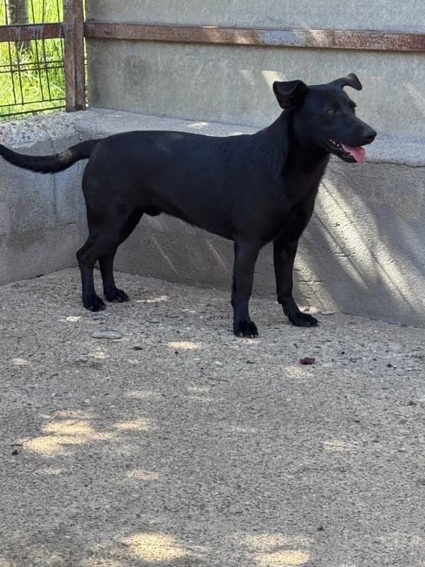 Axton, male young Dachshund for adoption at Pfotenhilfe Sauerland e.V., Marsberg