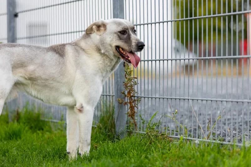Ayran, male senior Mixed Breed for adoption at Pfotenhilfe Sauerland e.V., Marsberg