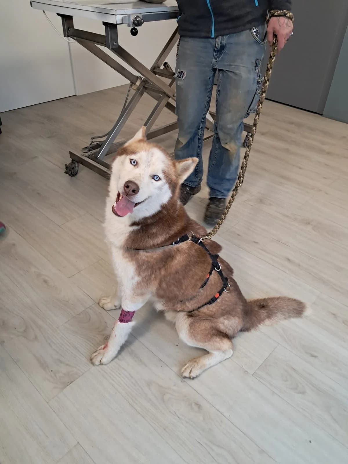 Bashiro, male 7yo Husky for adoption at Pfotenhilfe Sauerland e.V., Marsberg