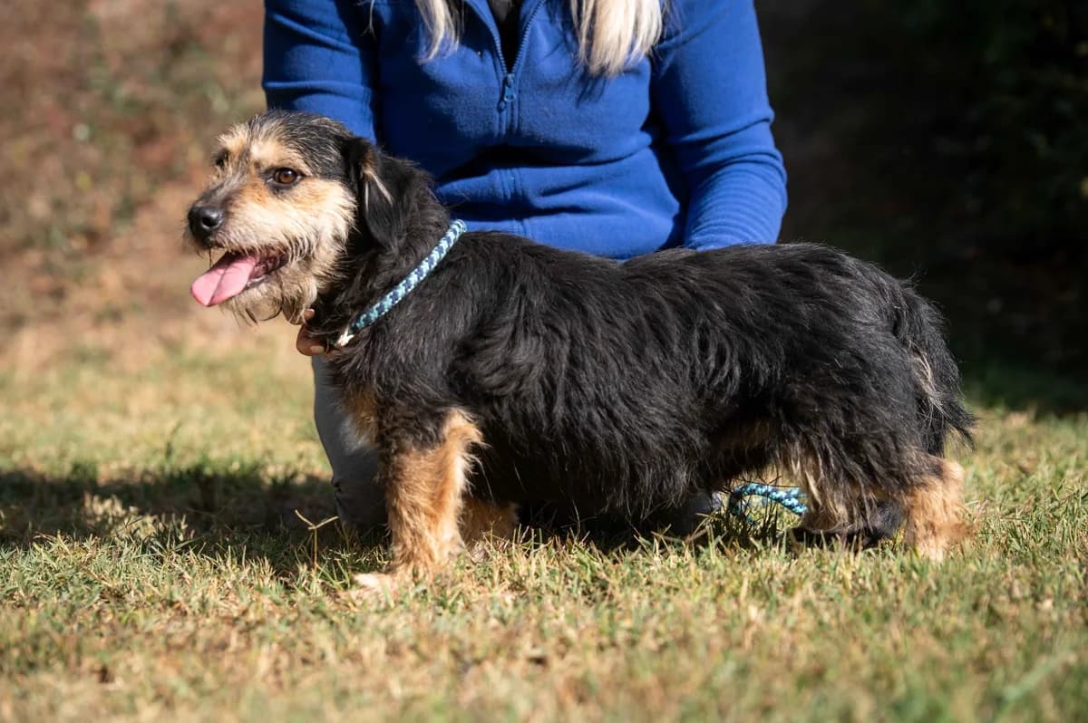 Boba, male 3yo Dachshund for adoption at Pfotenhilfe Sauerland e.V., Marsberg