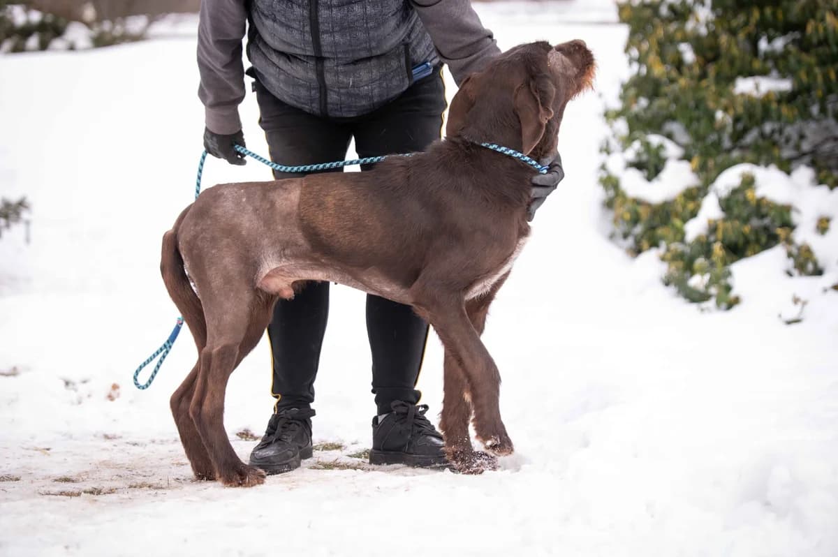 Boomer, male 3yo German Shorthaired Pointer for adoption at Pfotenhilfe Sauerland e.V., Marsberg