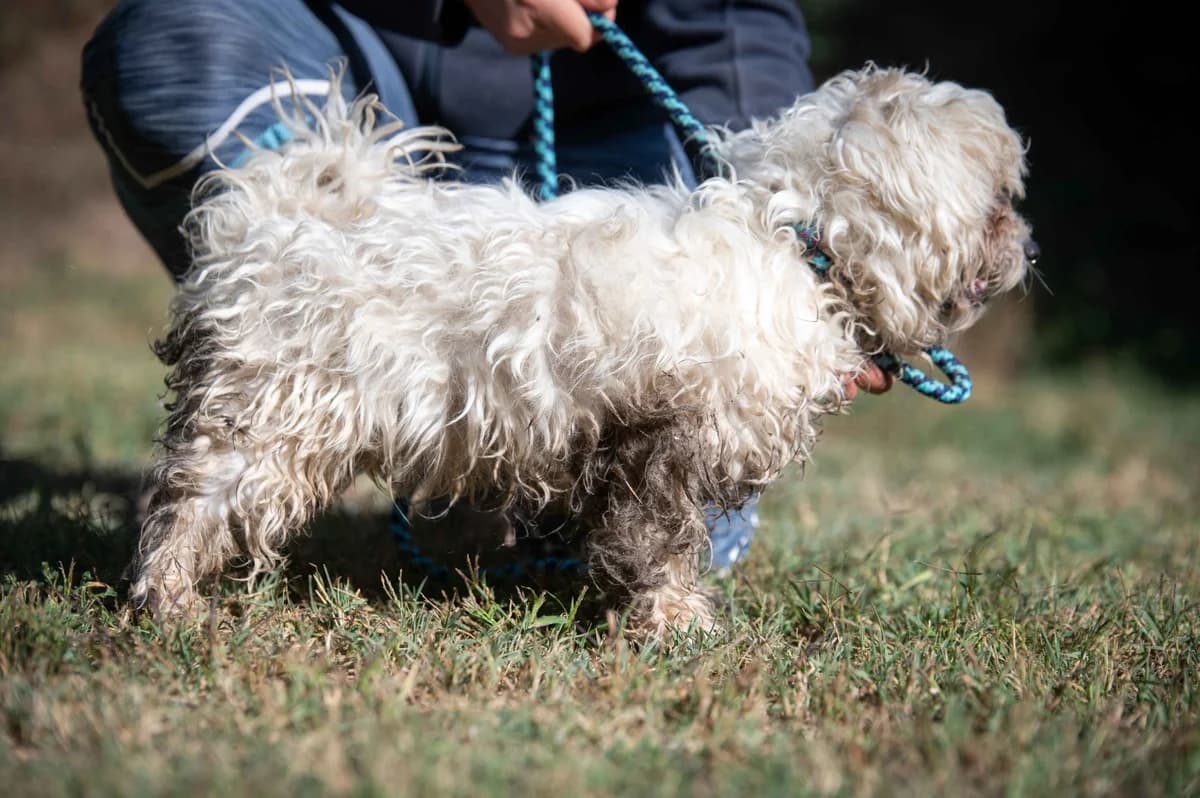 Borneo, male young Maltese for adoption at Pfotenhilfe Sauerland e.V., Marsberg