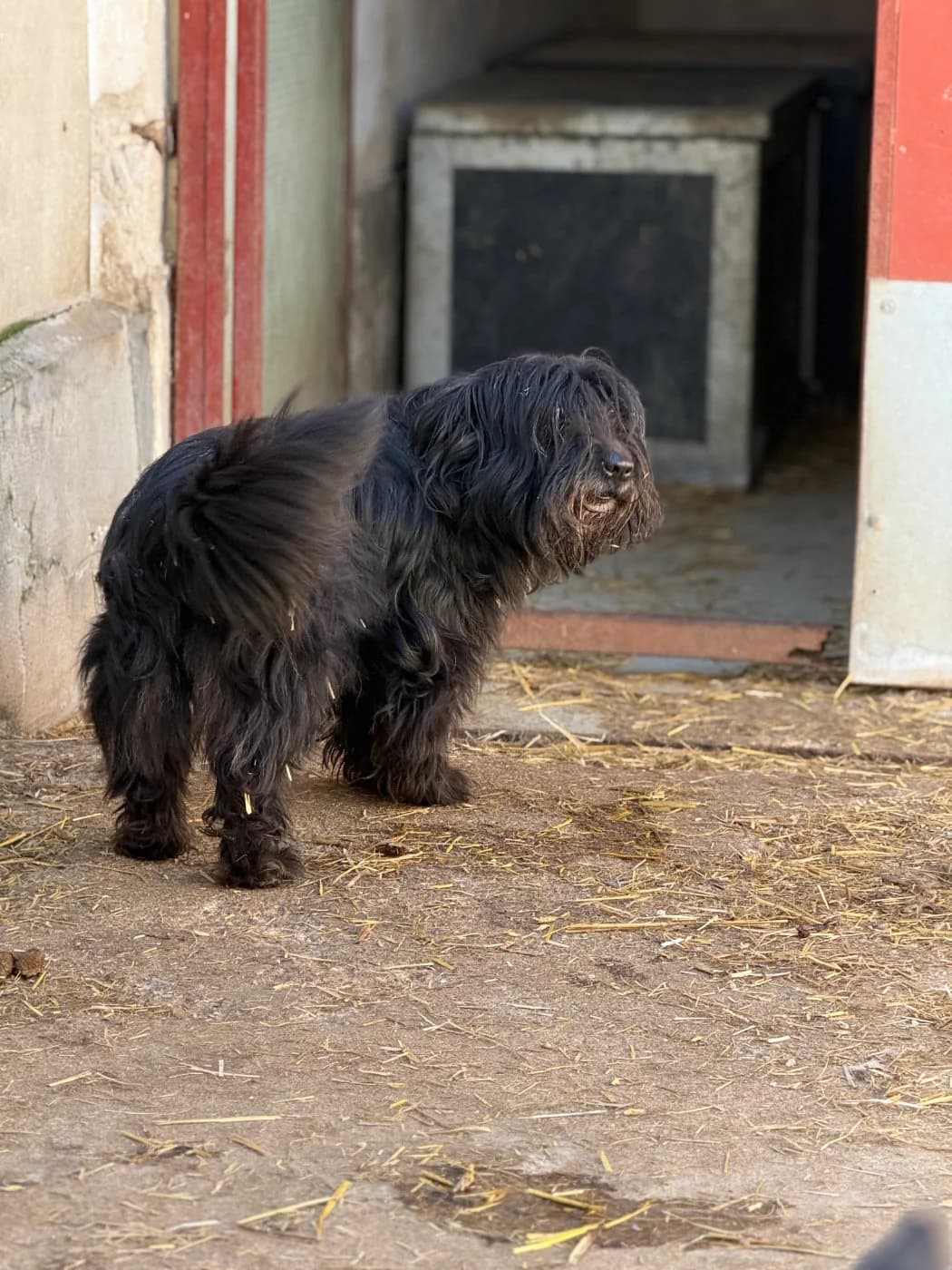 Briela, female senior Maltese for adoption at Pfotenhilfe Sauerland e.V., Marsberg