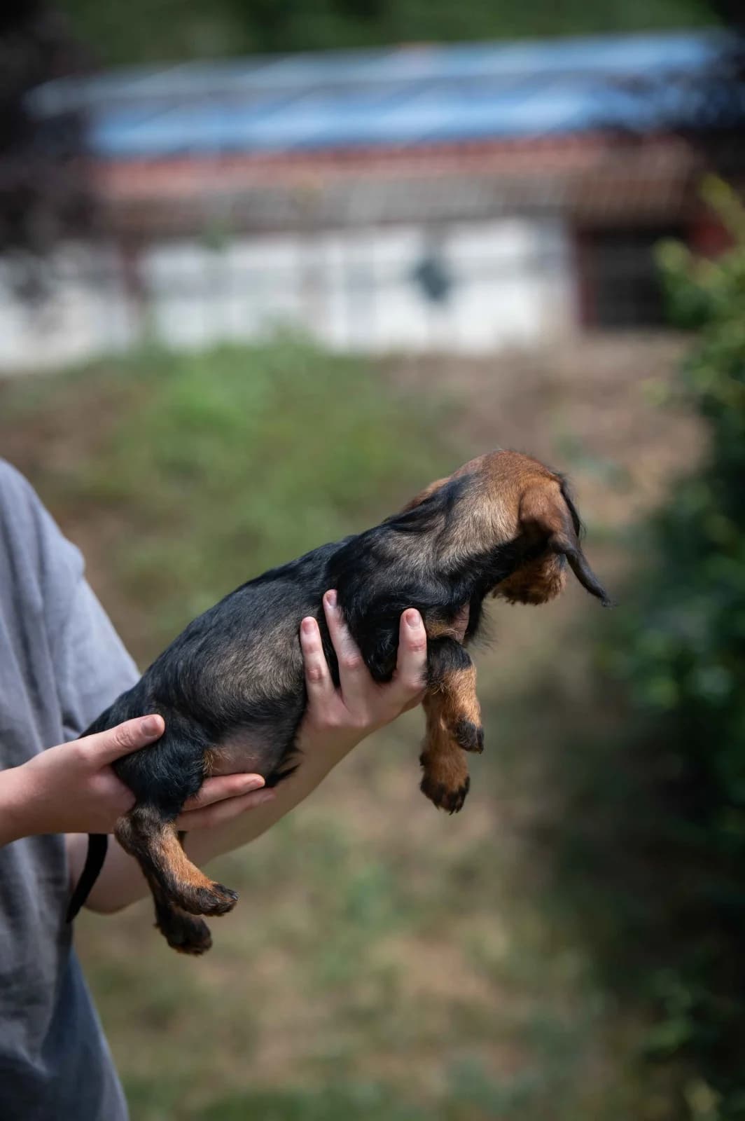 Brighton, male puppy Dachshund for adoption at Pfotenhilfe Sauerland e.V., Marsberg