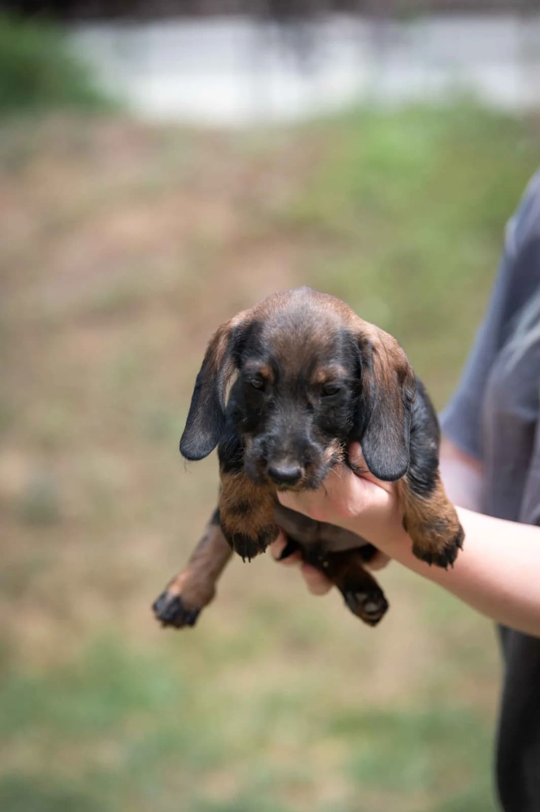 Bristol, male puppy Dachshund for adoption at Pfotenhilfe Sauerland e.V., Marsberg
