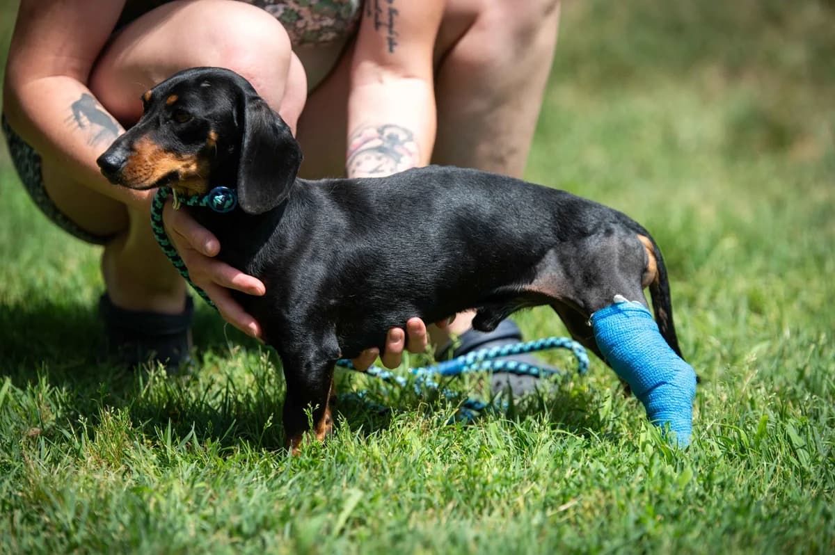 Bronx, male young Dachshund for adoption at Pfotenhilfe Sauerland e.V., Marsberg