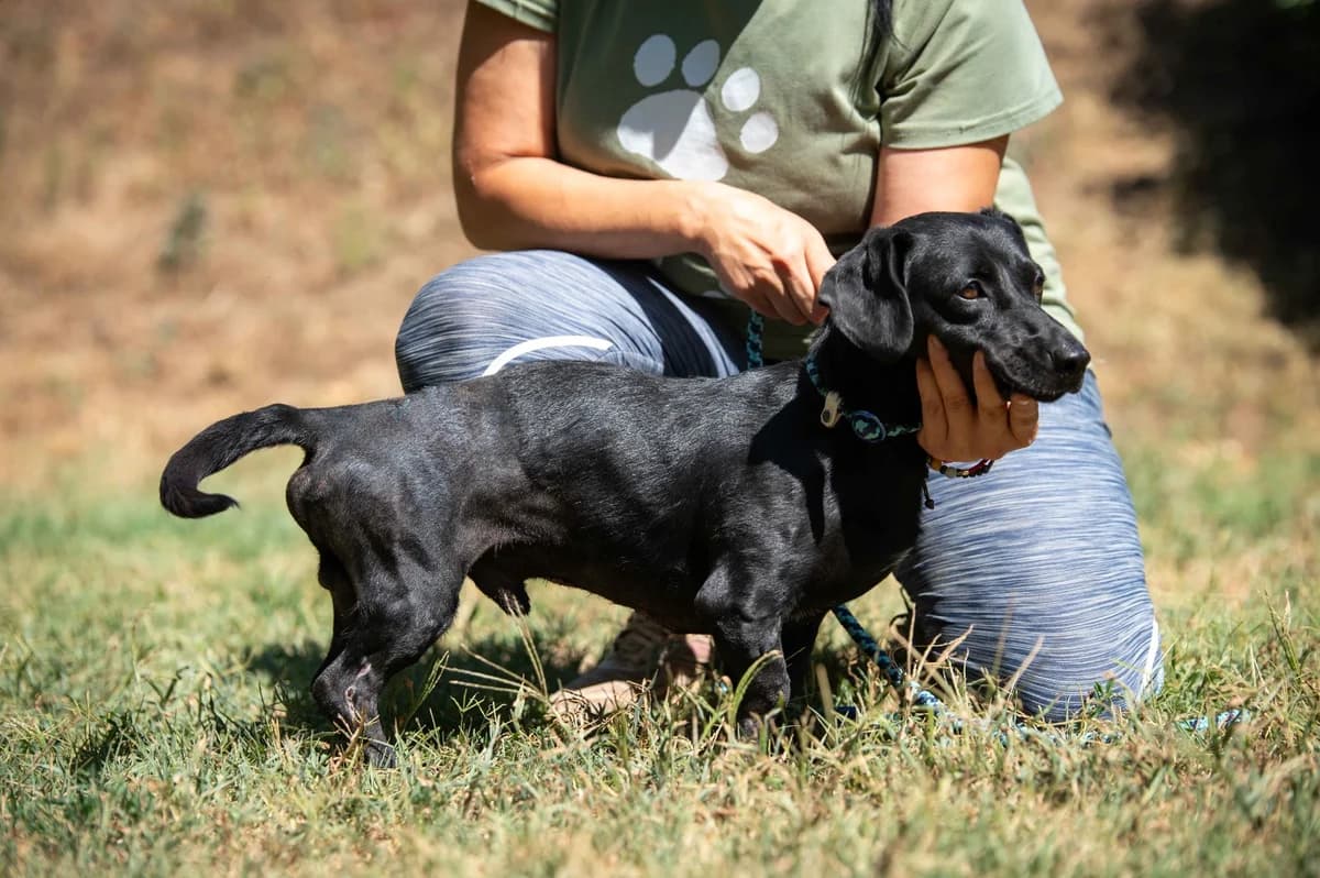 Brumo, male young Dachshund for adoption at Pfotenhilfe Sauerland e.V., Marsberg