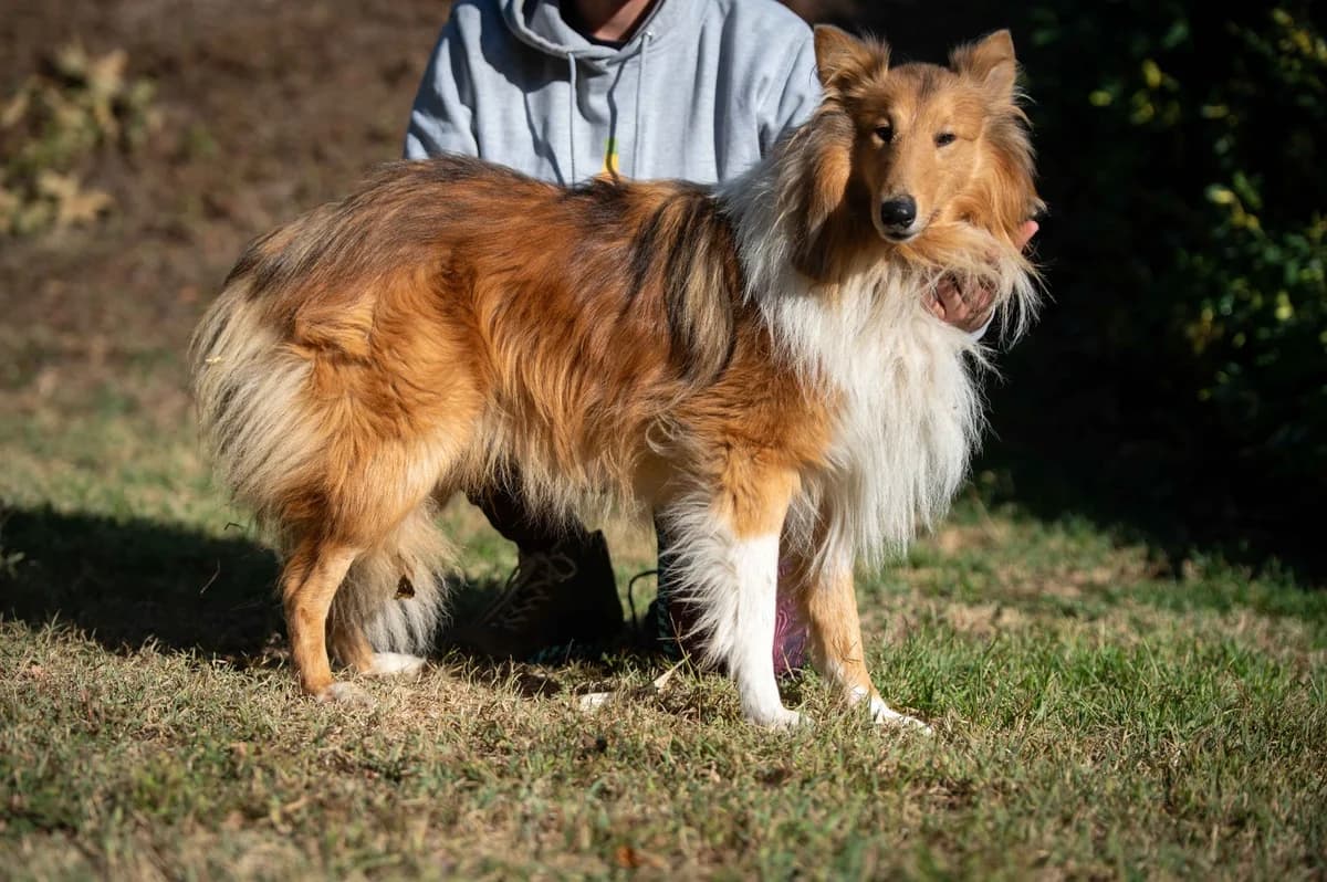 Callum, male young Collie for adoption at Pfotenhilfe Sauerland e.V., Marsberg