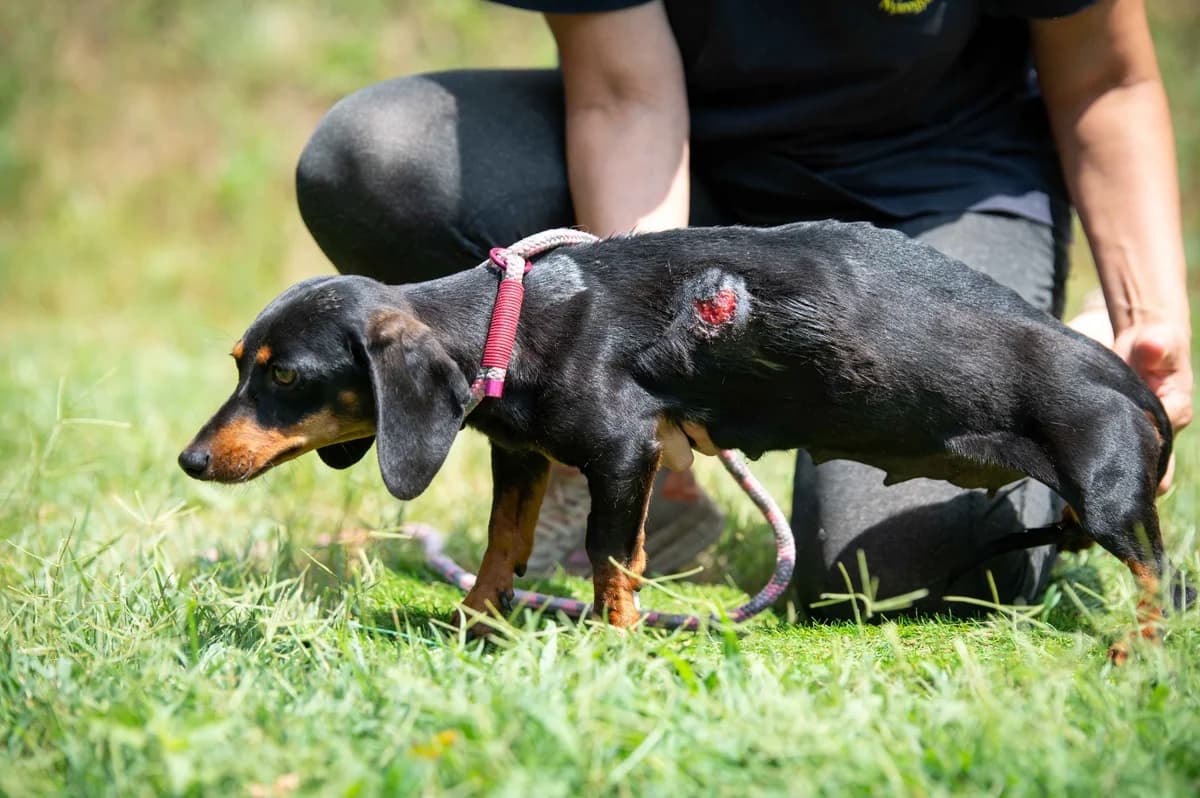 Canela, female young Dachshund for adoption at Pfotenhilfe Sauerland e.V., Marsberg