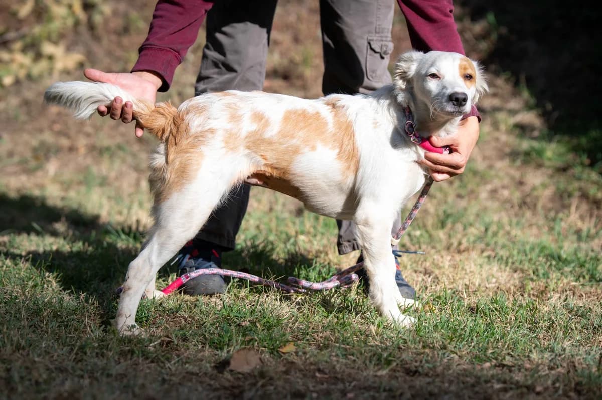 Carmine, female puppy Border Collie for adoption at Pfotenhilfe Sauerland e.V., Marsberg