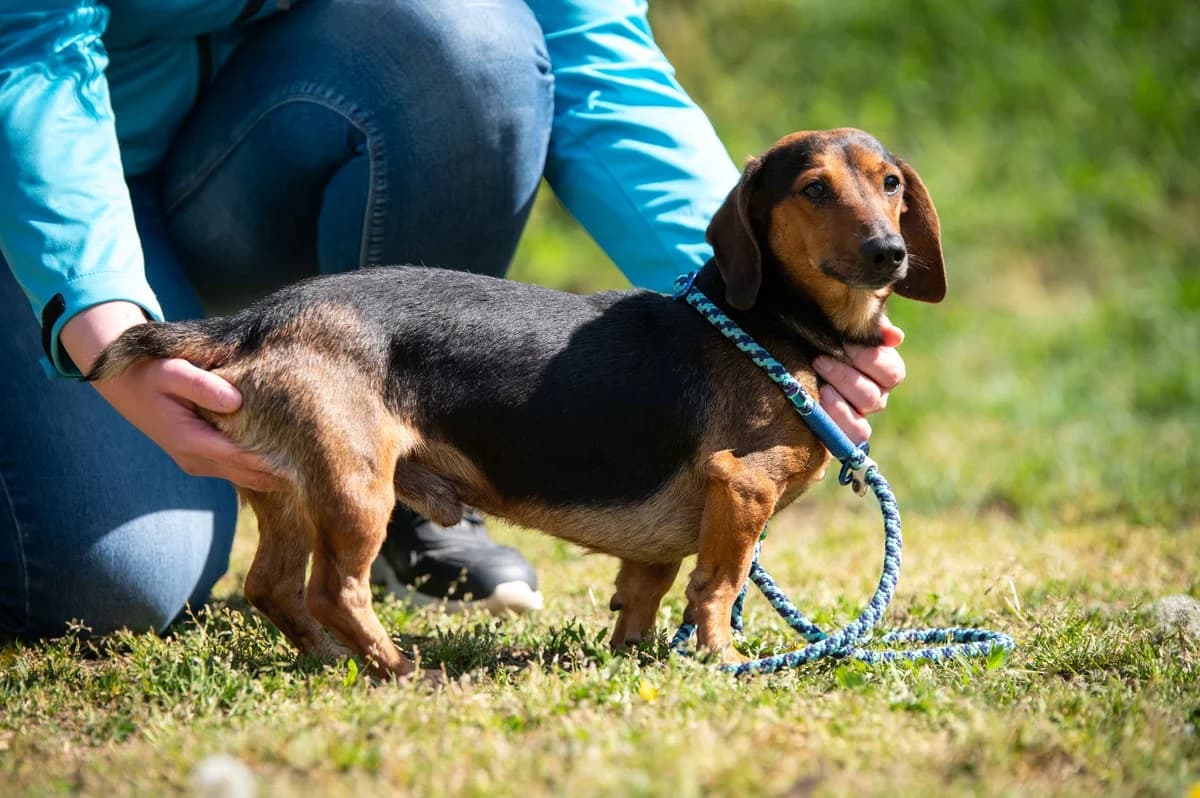 Carson, male 3yo Dachshund for adoption at Pfotenhilfe Sauerland e.V., Marsberg