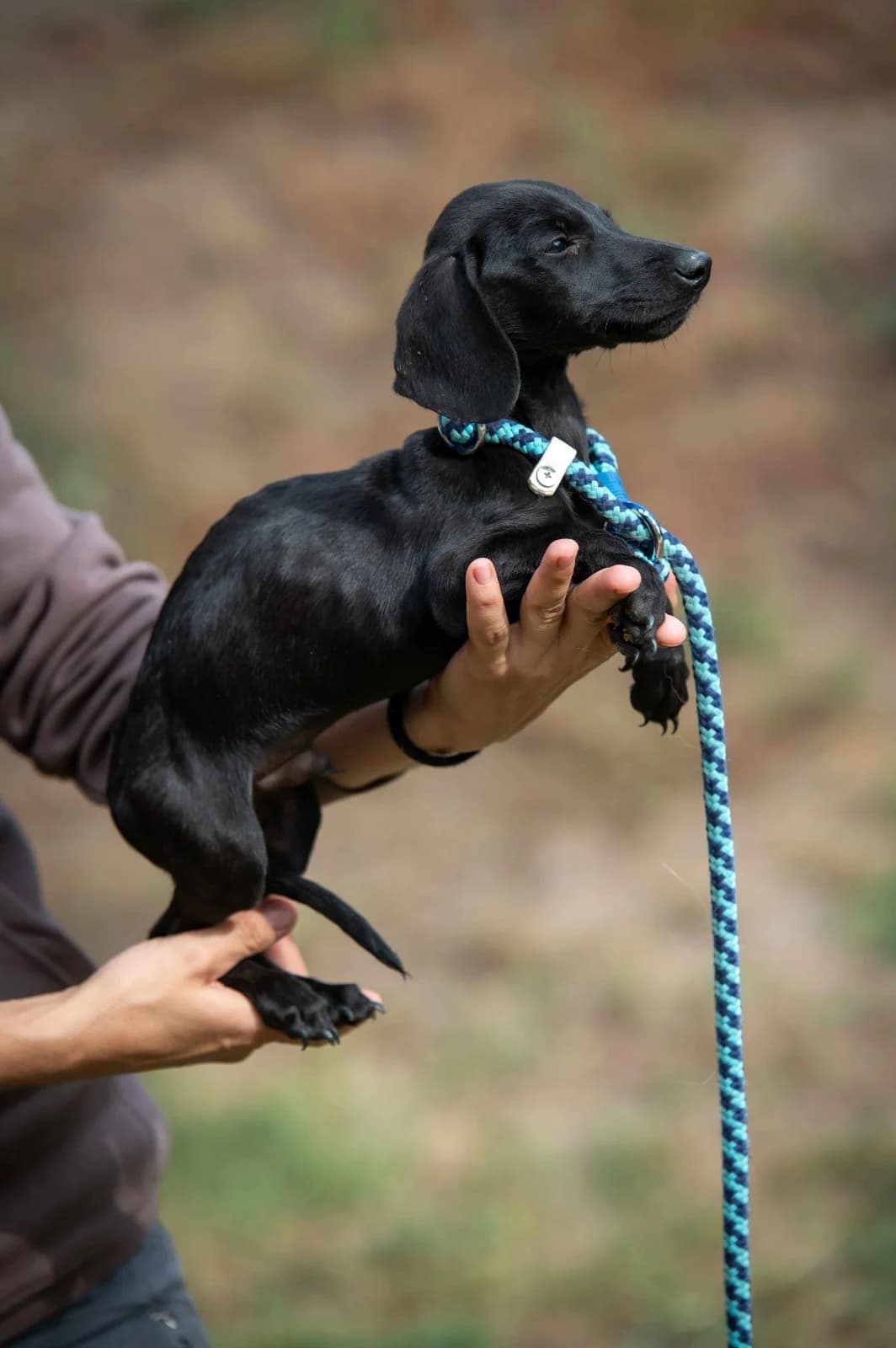 Carsten, male puppy mixed breed for adoption at Pfotenhilfe Sauerland e.V., Marsberg