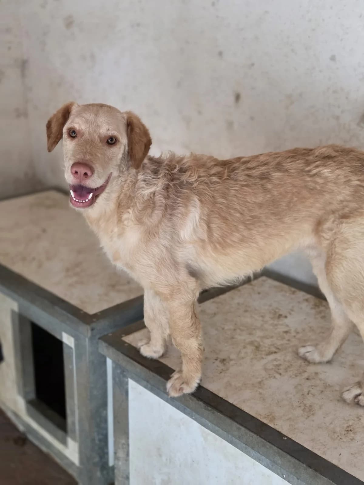 Cayden, male young Mixed Breed for adoption at Pfotenhilfe Sauerland e.V., Marsberg