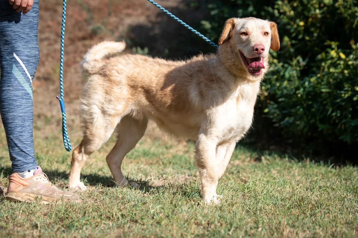 Cayden, male young Mixed Breed for adoption at Pfotenhilfe Sauerland e.V., Marsberg