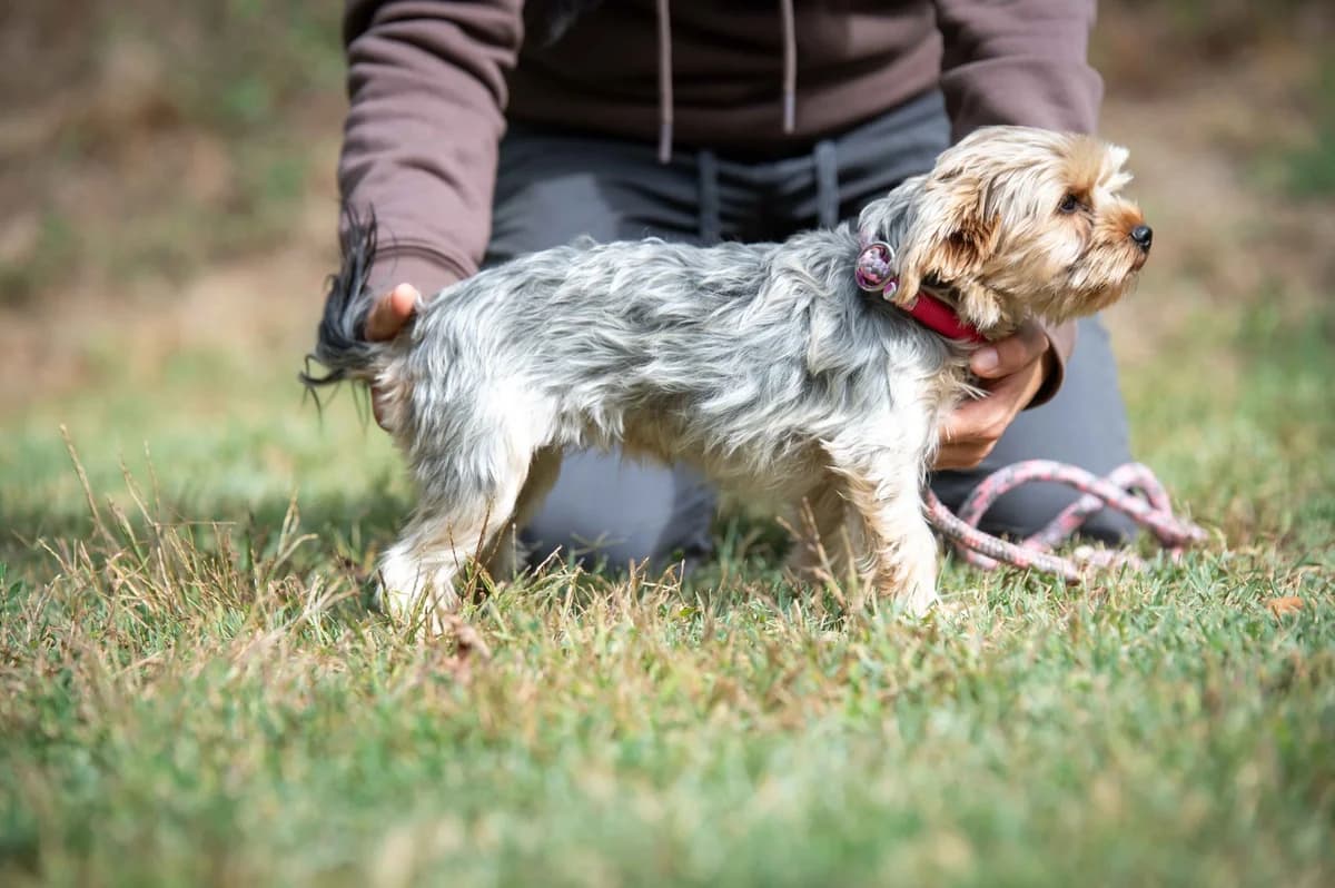 Chihiro, female Yorkshire Terrier for adoption at Pfotenhilfe Sauerland e.V., Marsberg