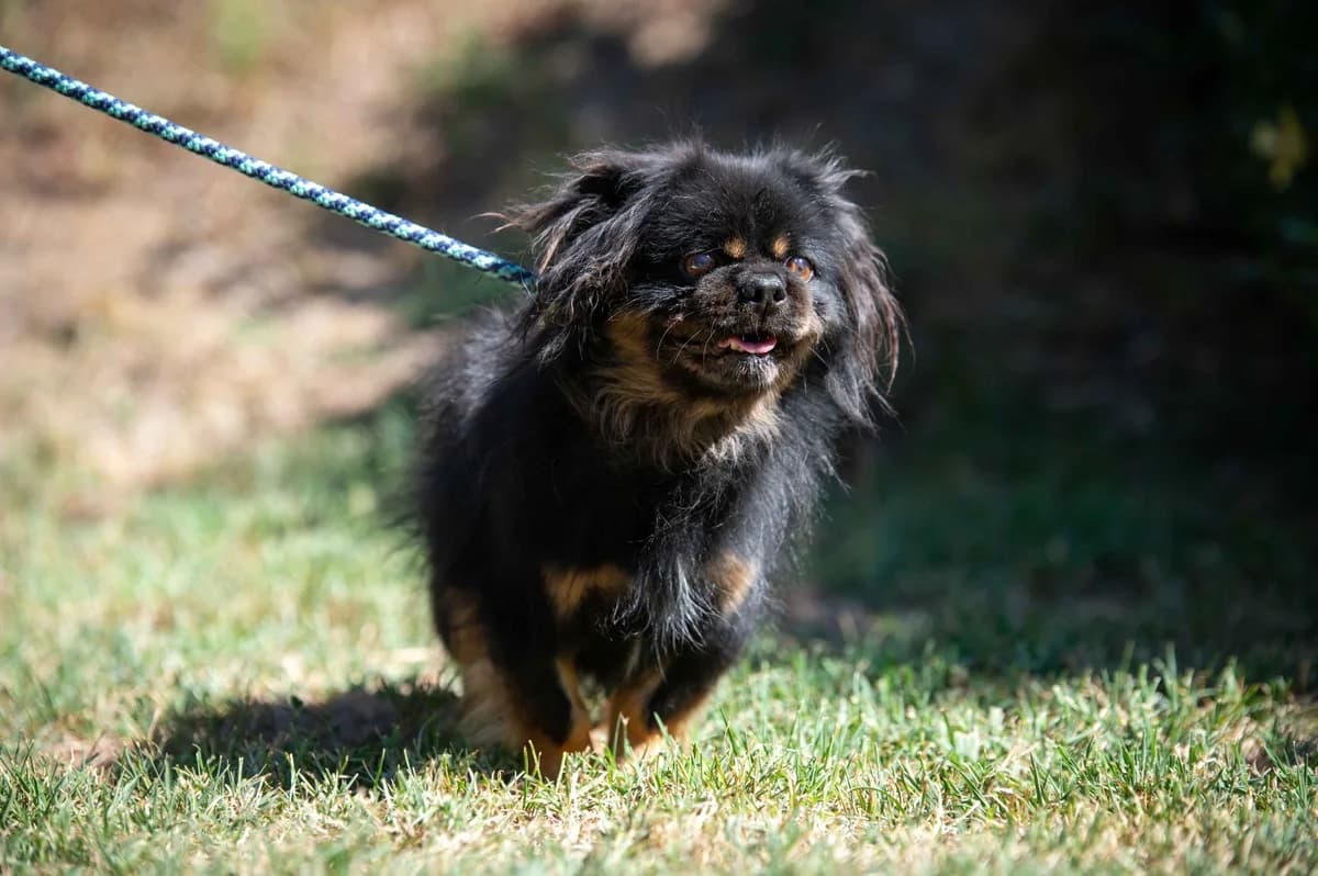 Chucky, male senior mixed breed for adoption at Pfotenhilfe Sauerland e.V., Marsberg