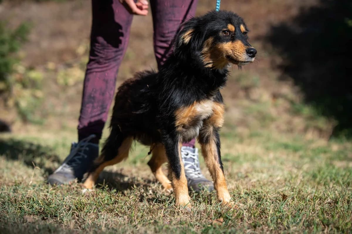 Cilian, male young Mixed Breed for adoption at Pfotenhilfe Sauerland e.V., Marsberg