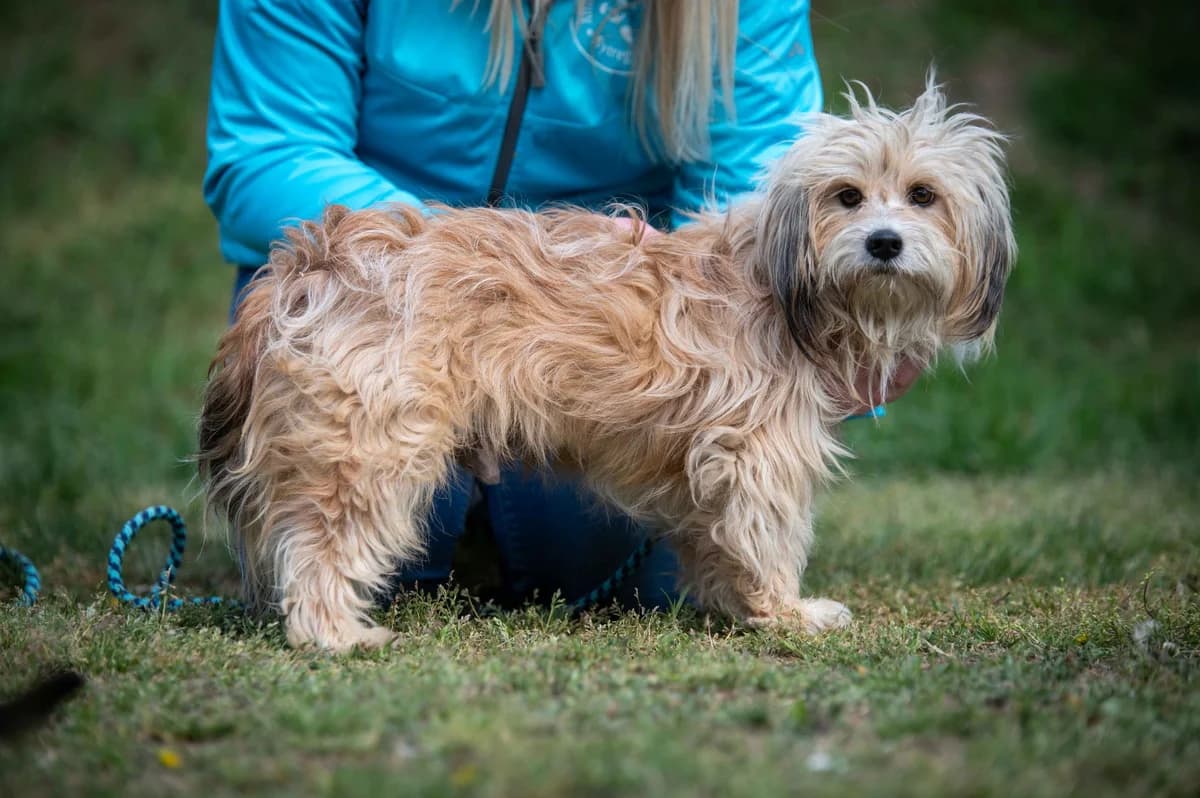 Cinder, male 3yo Maltese for adoption at Pfotenhilfe Sauerland e.V., Marsberg