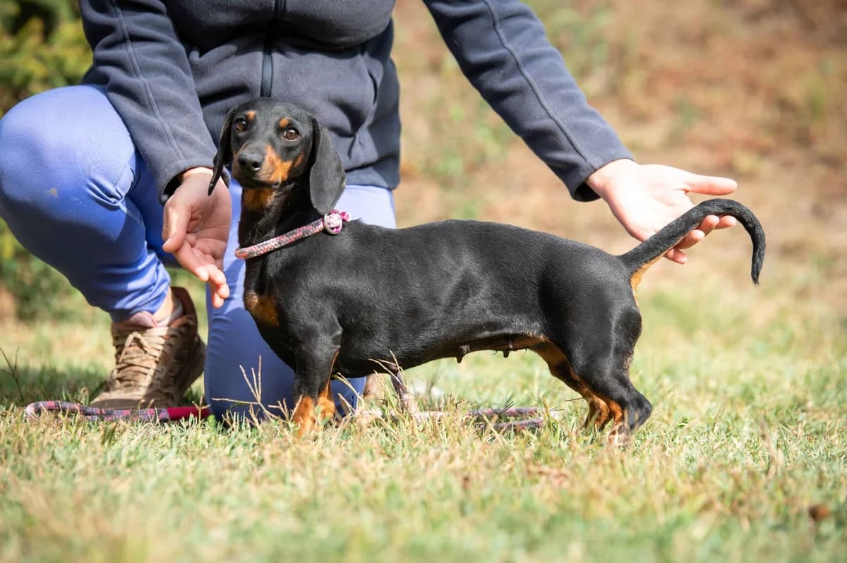 Clarissa, female young Dachshund for adoption at Pfotenhilfe Sauerland e.V., Marsberg