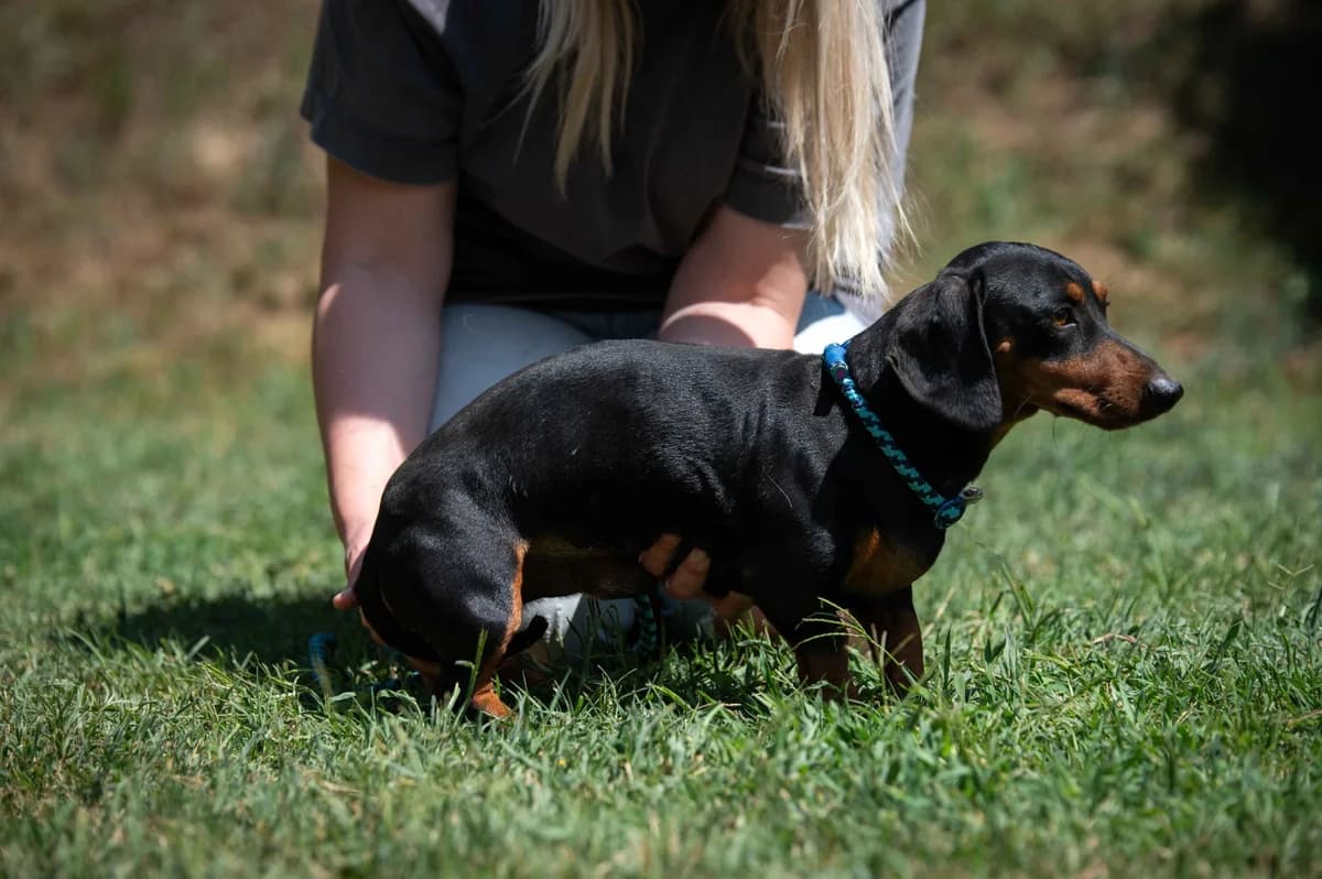 Como, male 4yo Dachshund for adoption at Pfotenhilfe Sauerland e.V., Marsberg
