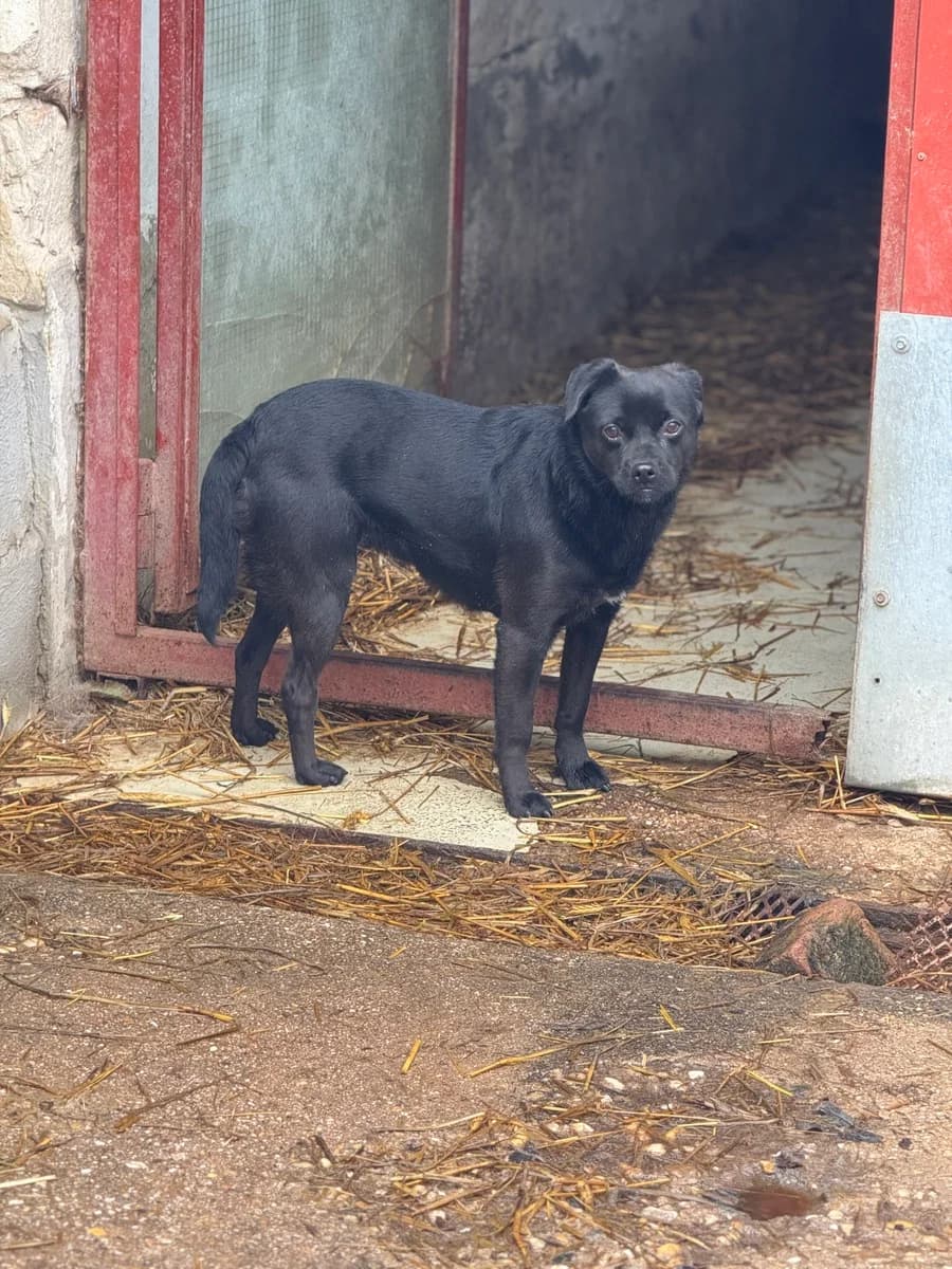 Corall, female 5yo Mixed Breed for adoption at Pfotenhilfe Sauerland e.V., Marsberg