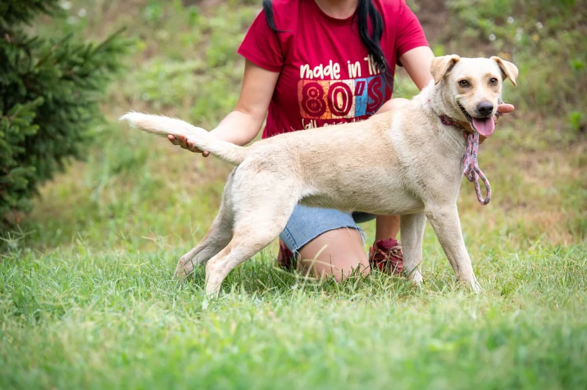 Cordelia, female young Labrador Retriever for adoption at Pfotenhilfe Sauerland e.V., Marsberg