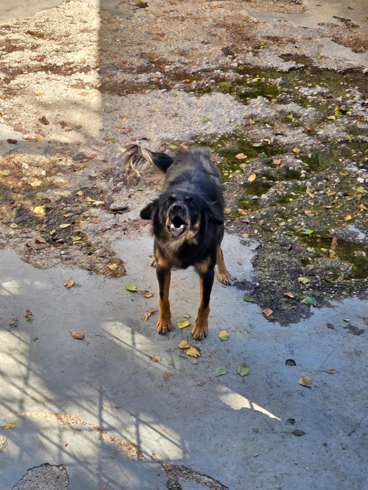 Corfu, female 4yo mixed breed for adoption at Pfotenhilfe Sauerland e.V., Marsberg
