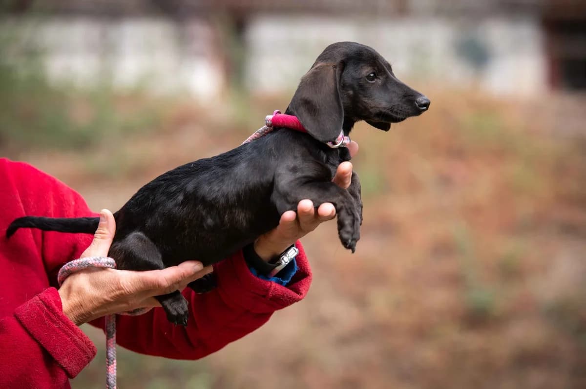 Corina, female puppy mixed breed for adoption at Pfotenhilfe Sauerland e.V., Marsberg