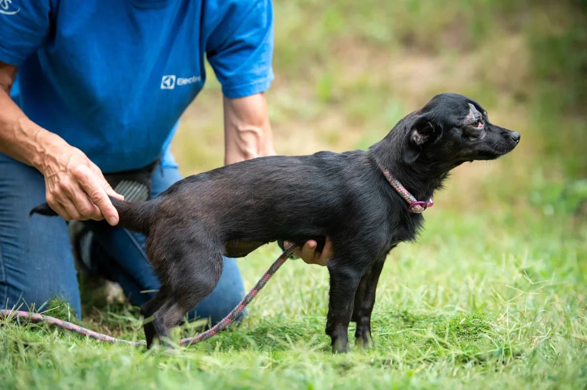 Corsica, female young Chihuahua for adoption at Pfotenhilfe Sauerland e.V., Marsberg