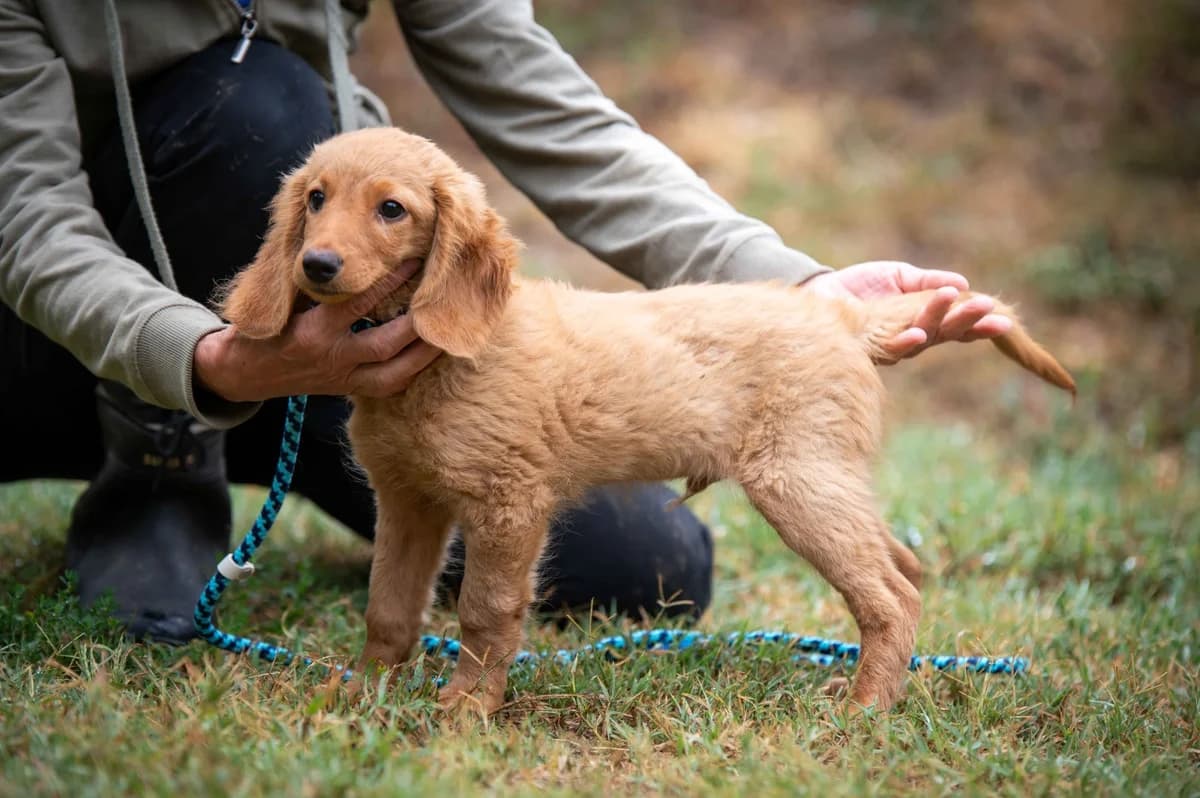 Corvin, male puppy Mixed Breed for adoption at Pfotenhilfe Sauerland e.V., Marsberg