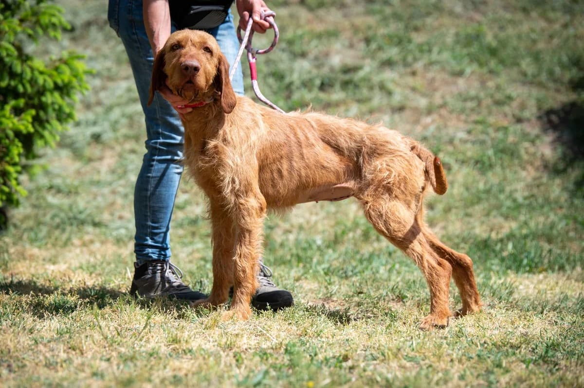 Csermely, female 3yo Vizsla for adoption at Pfotenhilfe Sauerland e.V., Marsberg