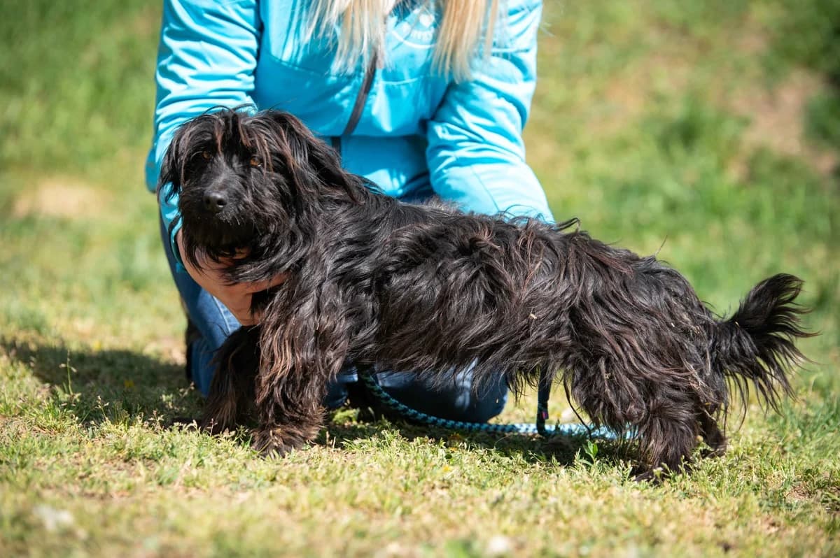 Cusco, male Dachshund for adoption at Pfotenhilfe Sauerland e.V., Marsberg