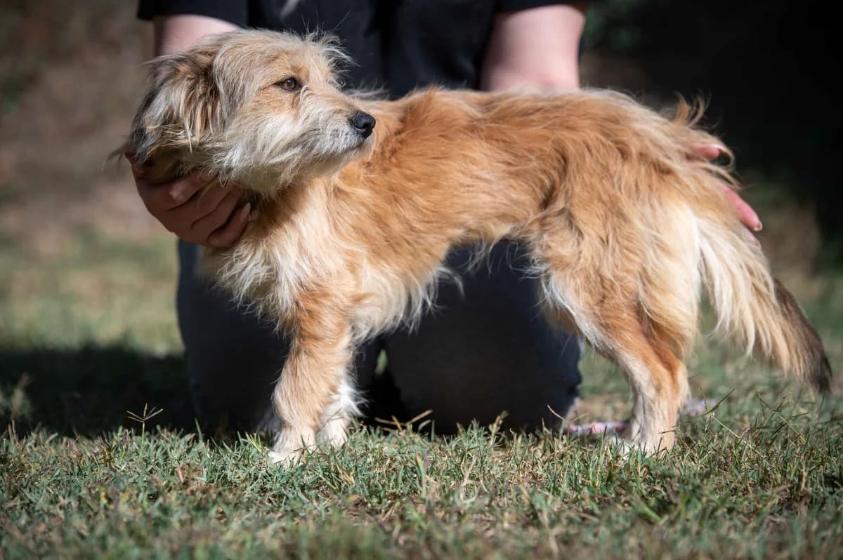 Delora, female young Mixed Breed for adoption at Pfotenhilfe Sauerland e.V., Marsberg