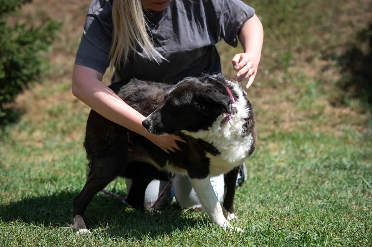 Denali, female Border Collie for adoption at Pfotenhilfe Sauerland e.V., Marsberg