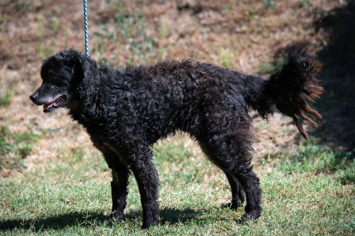 Dieter, male senior Mixed Breed for adoption at Pfotenhilfe Sauerland e.V., Marsberg