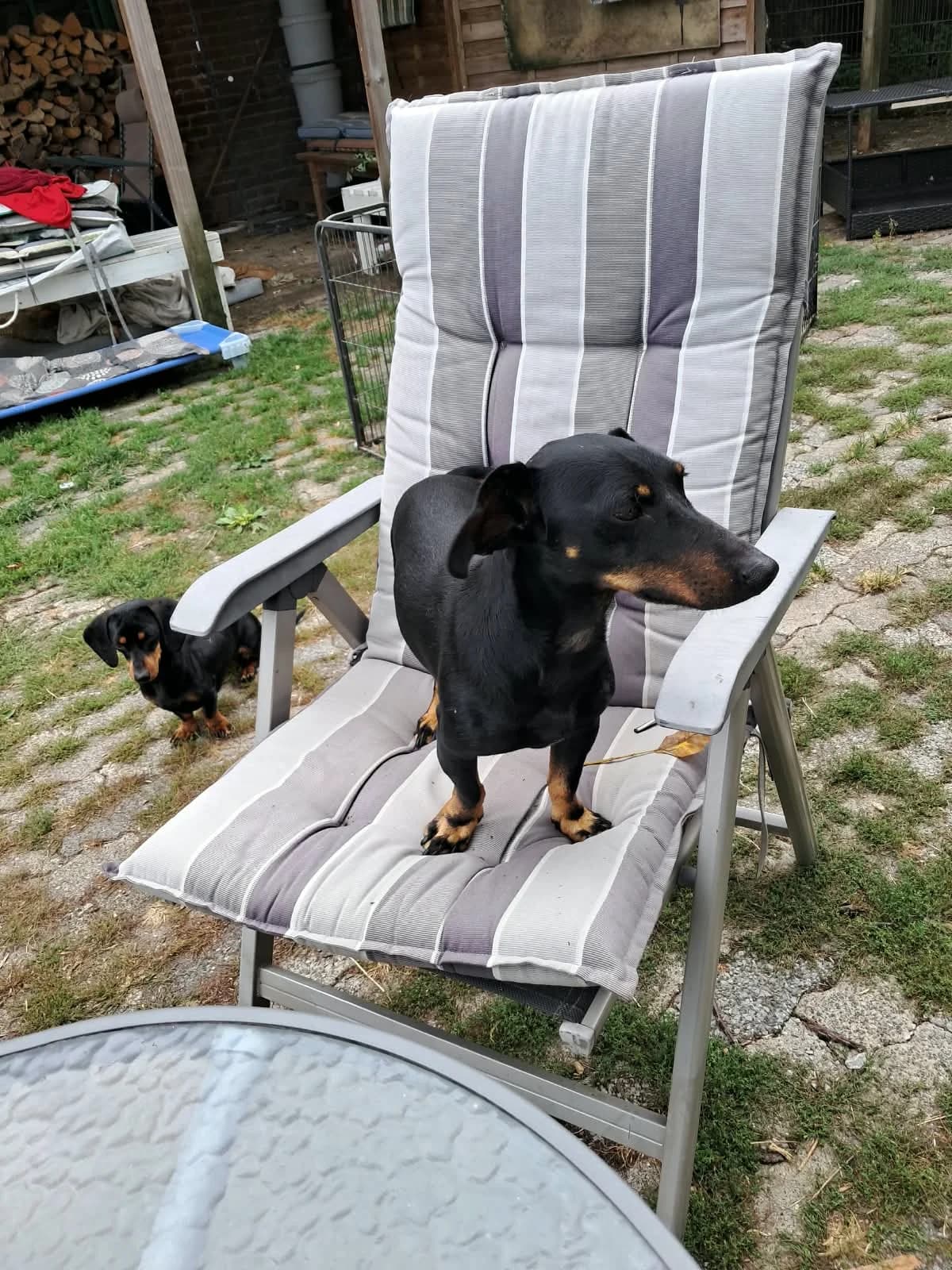 Dobi, male 5yo Dachshund for adoption at Pfotenhilfe Sauerland e.V., Marsberg