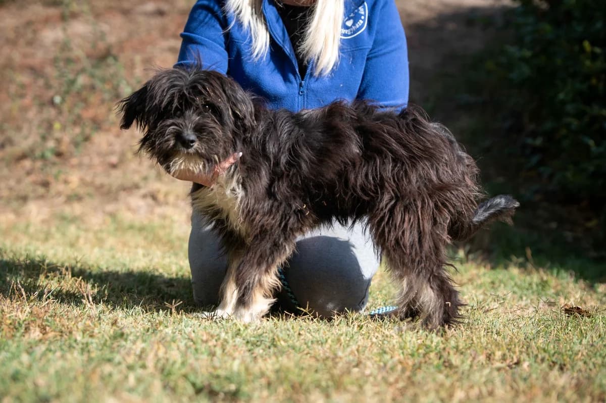 Dopler, male young Puli for adoption at Pfotenhilfe Sauerland e.V., Marsberg