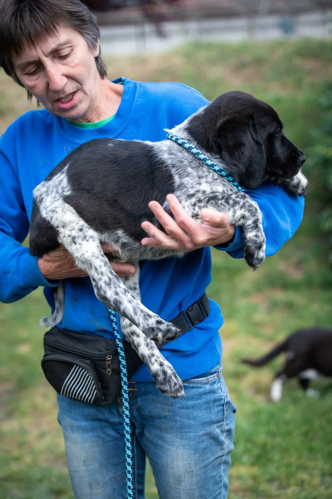 Draco, male puppy Mixed Breed for adoption at Pfotenhilfe Sauerland e.V., Marsberg