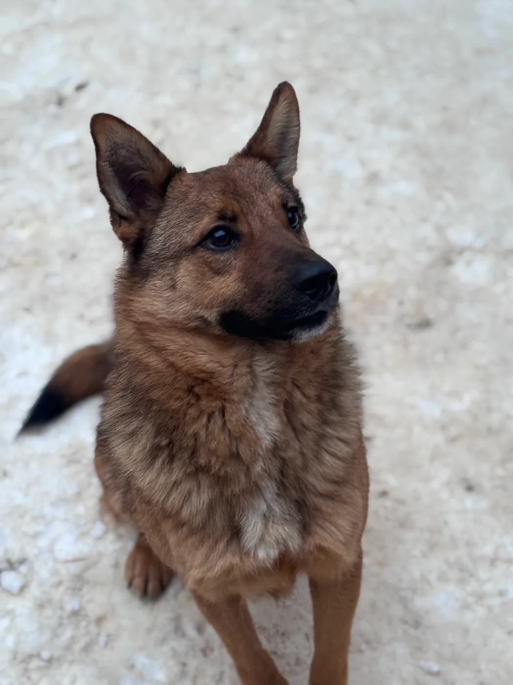 Draven, male young Mixed Breed for adoption at Pfotenhilfe Sauerland e.V., Marsberg