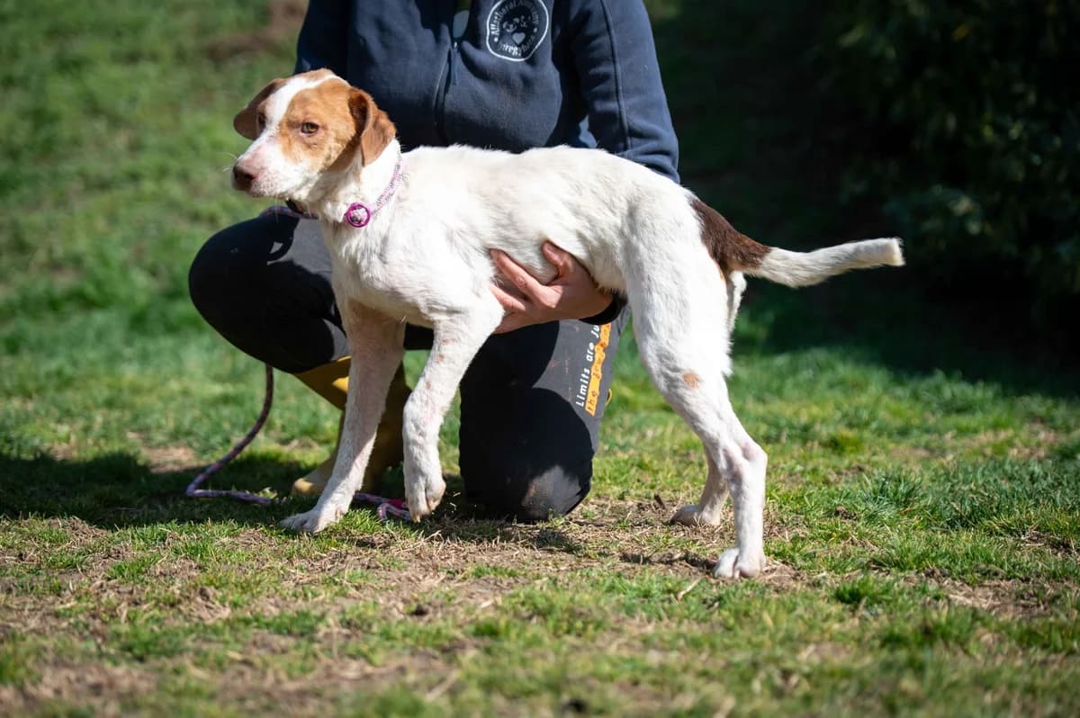 Drew, female young Mixed Breed for adoption at Pfotenhilfe Sauerland e.V., Marsberg