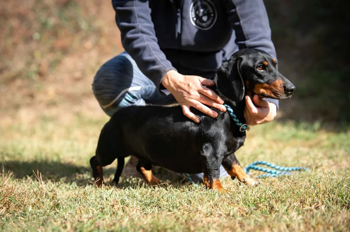 Dunkel, male young Dachshund for adoption at Pfotenhilfe Sauerland e.V., Marsberg